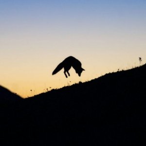 Un'immagine del film La volpe e la bambina