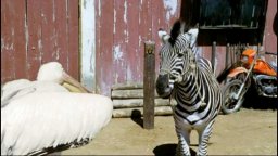 Racing Stripes - Trailer 2