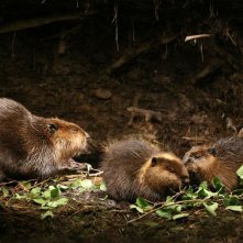 Una scena del film Mèche Blanche, les aventures du petit castor