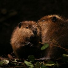 Una scena del film Ciuffo Bianco - Il piccolo castoro (Mèche Blanche, les aventures du petit castor)