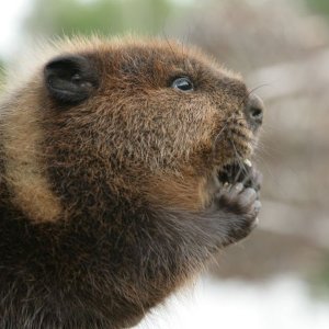 Una scena di Ciuffo Bianco - Il piccolo castoro