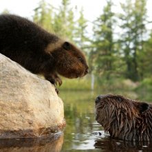 Una scena del film Ciuffo Bianco