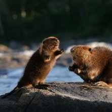 scena del film Ciuffo Bianco - Il piccolo castoro