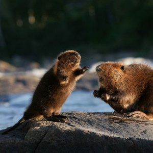 scena del film Ciuffo Bianco - Il piccolo castoro