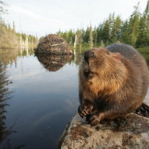 Una scena del film Ciuffo Bianco - Il piccolo castoro