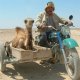 Cannes 2008: Tulpan vince Un Certain Regard