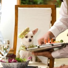 Una scena del film Beverly Hills Chihuahua