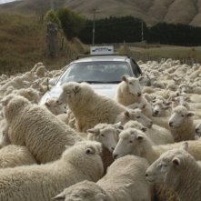 Il gregge di pecore di Black Sheep