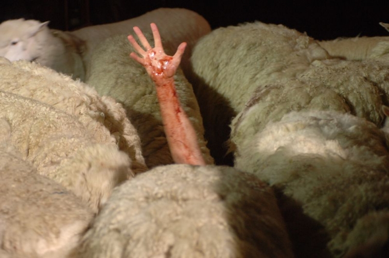 Un Braccio Spunta Da Un Branco Di Pecore Assassine In Una Scena Di Black Sheep 81731