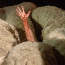 Un braccio spunta da un branco di pecore assassine in una scena di Black Sheep