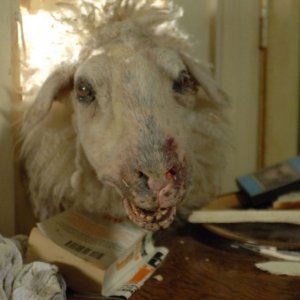 Una pecora assassina di Black Sheep