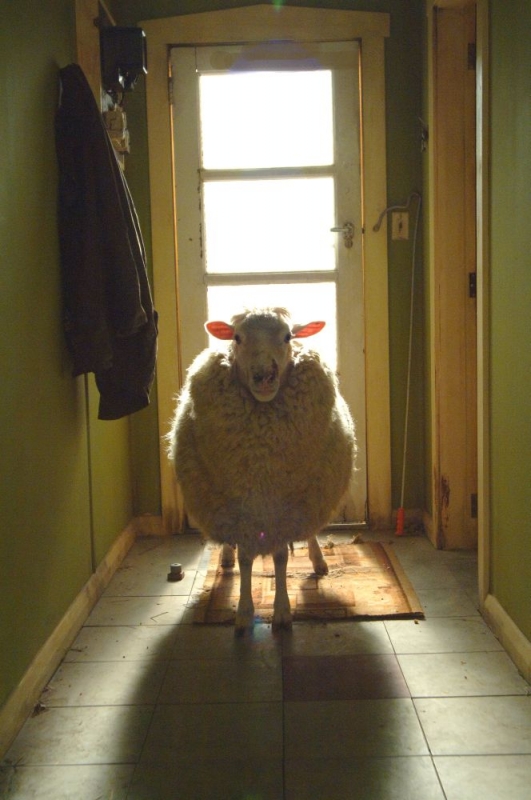 Una Pecora In Una Scena Di Black Sheep 81727