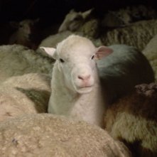 Una tenera pecorella in una scena di Black Sheep
