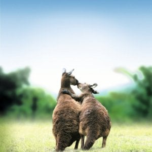 Canguri in amore in una scena del documentario Gli animali innamorati di Laurent Charbonnier