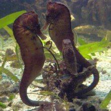 Cavallucci marini in amore in una scena del documentario Gli animali innamorati