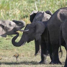 Elefanti in amore in una scena del documentario Gli animali innamorati di Laurent Charbonnier