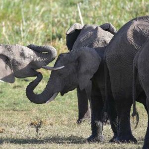 Elefanti in amore in una scena del documentario Gli animali innamorati di Laurent Charbonnier
