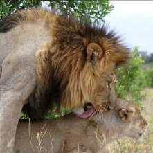 Felini in amore in una scena del documentario Gli animali innamorati
