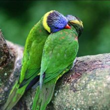 Pappagalli in amore in una scena del documentario Gli animali innamorati