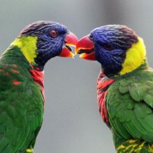 Pappagalli in amore in una scena del documentario Gli animali innamorati di Laurent Charbonnier