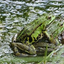 Rane in amore in una scena del documentario Gli animali innamorati