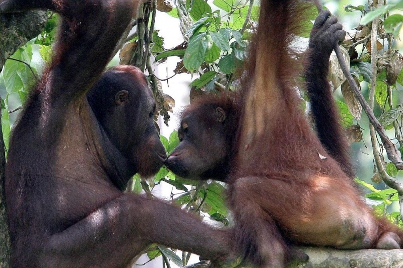 Scimmie In Amore In Una Scena Del Documentario Gli Animali Innamorati 82421
