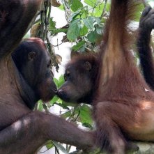 Scimmie in amore in una scena del documentario Gli animali innamorati