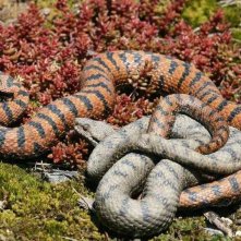 Serpenti in amore in una scena del documentario Gli animali innamorati