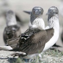 Uccelli in amore in una scena del documentario Gli animali innamorati