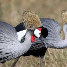 Un'immagine tratta da Gli animali innamorati