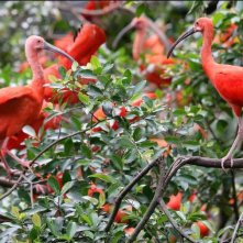 Un'immagine tratta dal documentario francese Gli animali innamorati