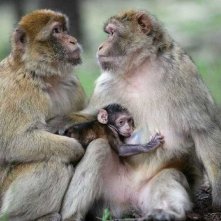 Un'immagine tratta dal documentario francese Gli animali innamorati diretto da Laurent Charbonnier