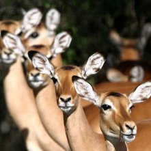 Un'immagine tratta dal documentario Gli animali innamorati di Laurent Charbonnier