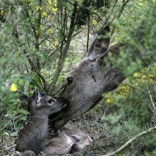 Un'immagine tratta dal documentario Gli animali innamorati diretto da Laurent Charbonnier