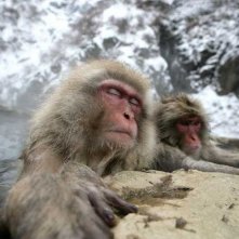 Una scena del documentario francese Gli animali innamorati