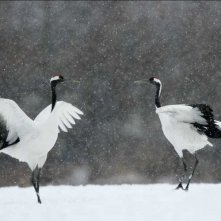 Una scena del documentario francese Gli animali innamorati, diretto da Laurent Charbonnier