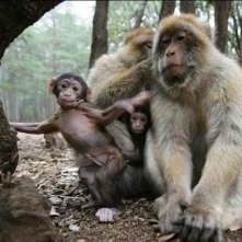 Una scena del documentario Gli animali innamorati di Laurent Charbonnier