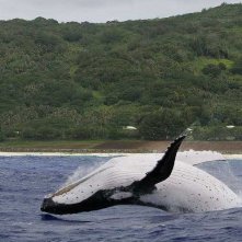 Una scena del documentario Gli animali innamorati diretto da Laurent Charbonnier
