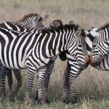 Zebre in amore in una scena del documentario Gli animali innamorati