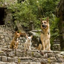 Un'immagine del film Beverly Hills Chihuahua