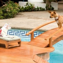 Una scena di Beverly Hills Chihuahua