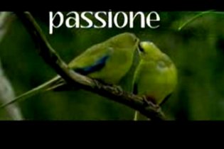 Animals in Love - Trailer italiano