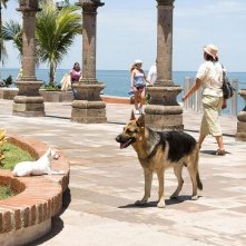 Chloe e Delgado in una scena del film Beverly Hills Chihuahua