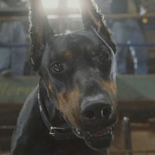 Diablo in una scena del film Beverly Hills Chihuahua