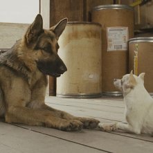 I cani Delgado e Chloe in una scena del film Beverly Hills Chihuahua