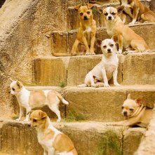 I chihuahua del film Beverly Hills Chihuahua