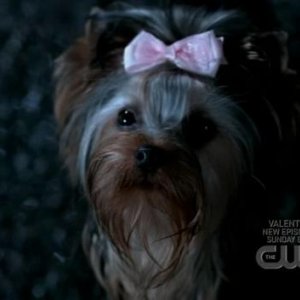 Il cane 'infernale' che terrorizza Dean nell'episodio 'Yellow Fever' della serie Supernatural