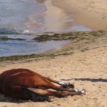 Luca Zingaretti Nell Episodio La Pista Di Sabbia De Il Commissario Montalbano 94256