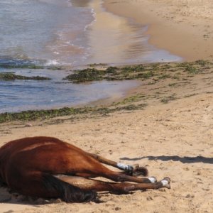 Luca Zingaretti nell'episodio La pista di sabbia de Il Commissario Montalbano