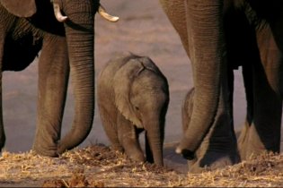 Trailer Earth (2007)